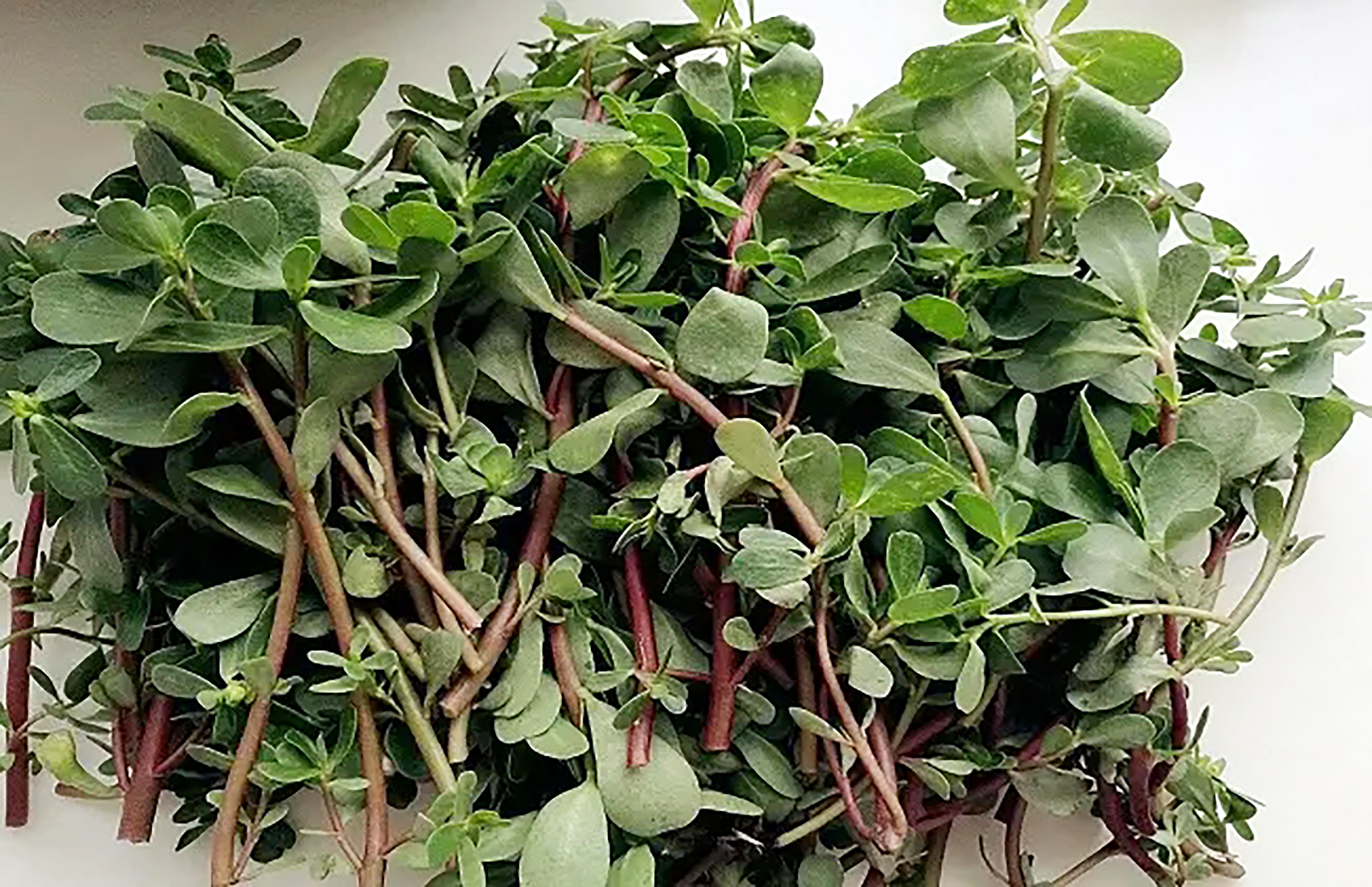 纯天然绿色食品马齿苋野菜美食,马齿苋是天然绿色食品