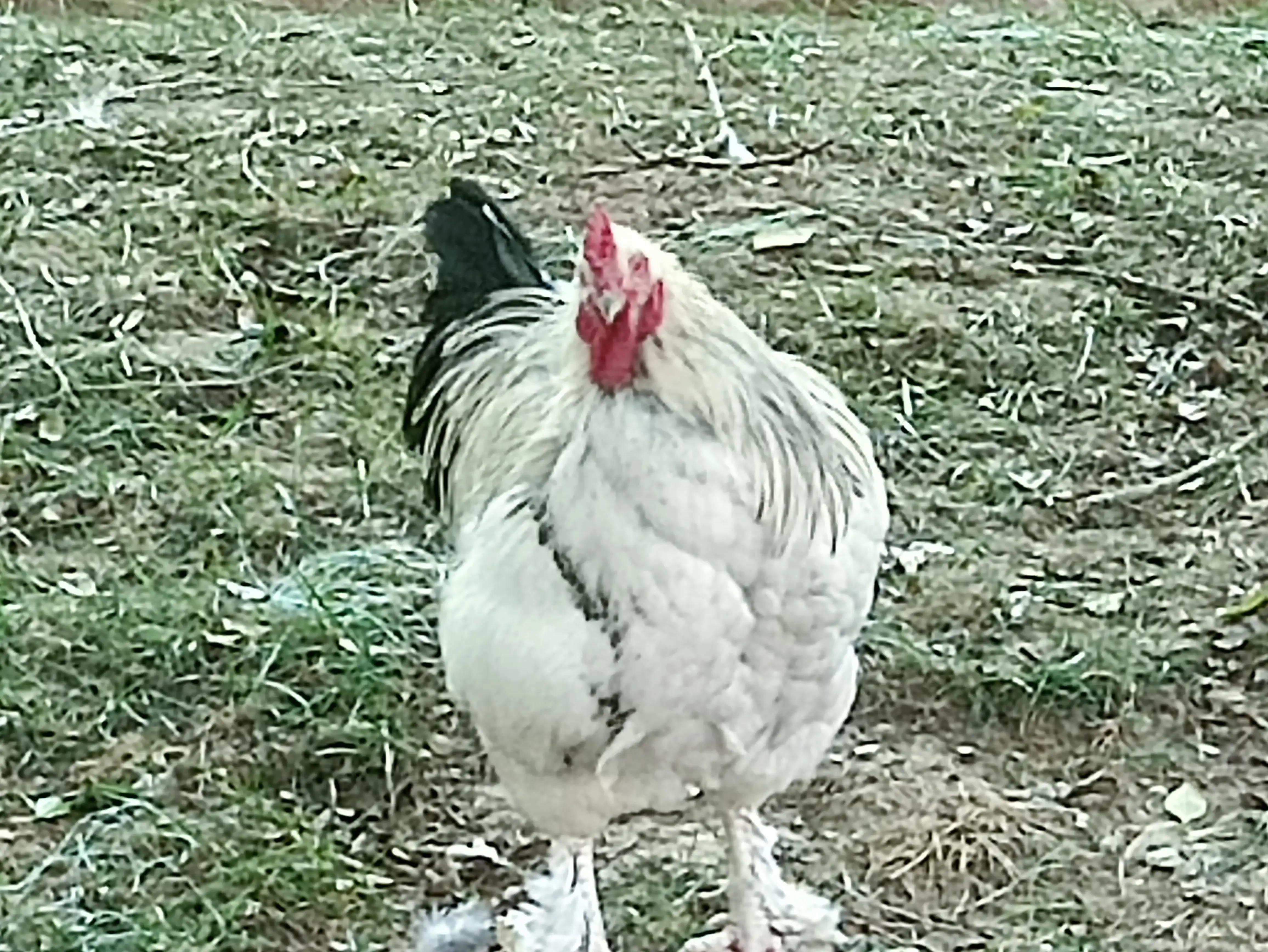 北京动物园和北京野生动物园区别,北京野生动物园狗妈妈和老虎狮子