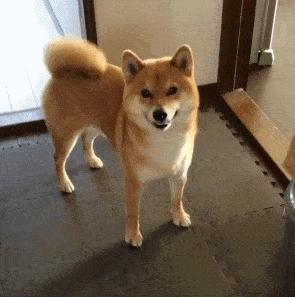 一只狗把你当妈妈的表现,一只狗把牛当作自己的妈妈