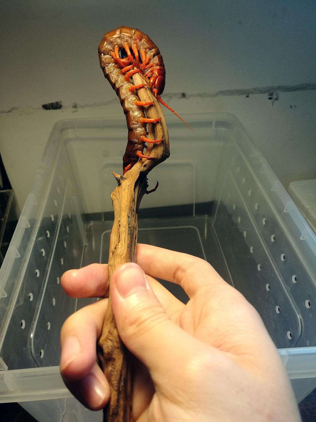 蜈蚣为什么是特别毒的虫,一般蜈蚣的毒性有多强