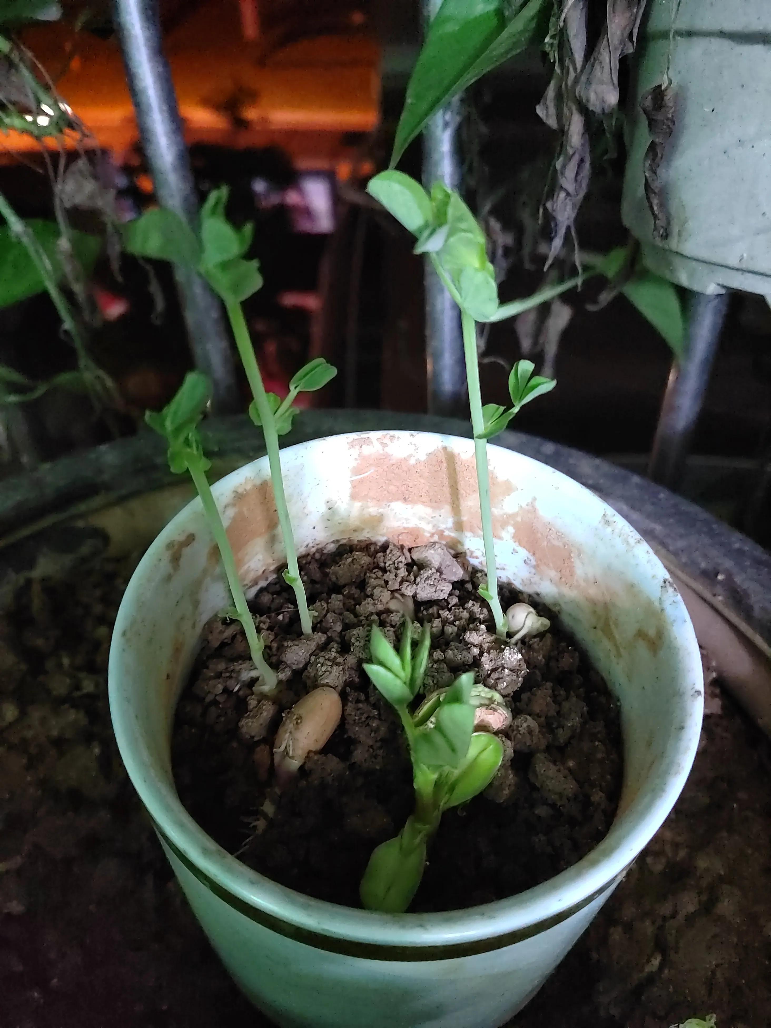 你发现你的孩子变了吗,孩子的大脑一天的变化