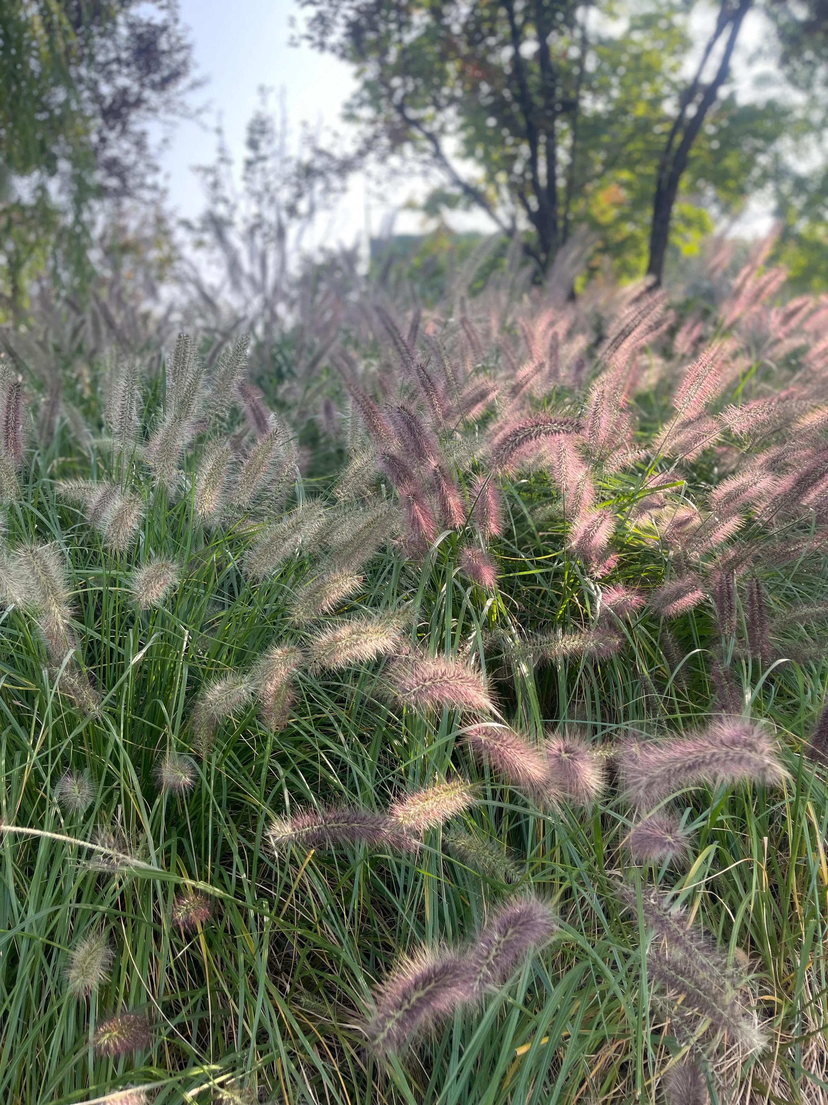 发烧胸口烧得慌,发烧为什么心焦