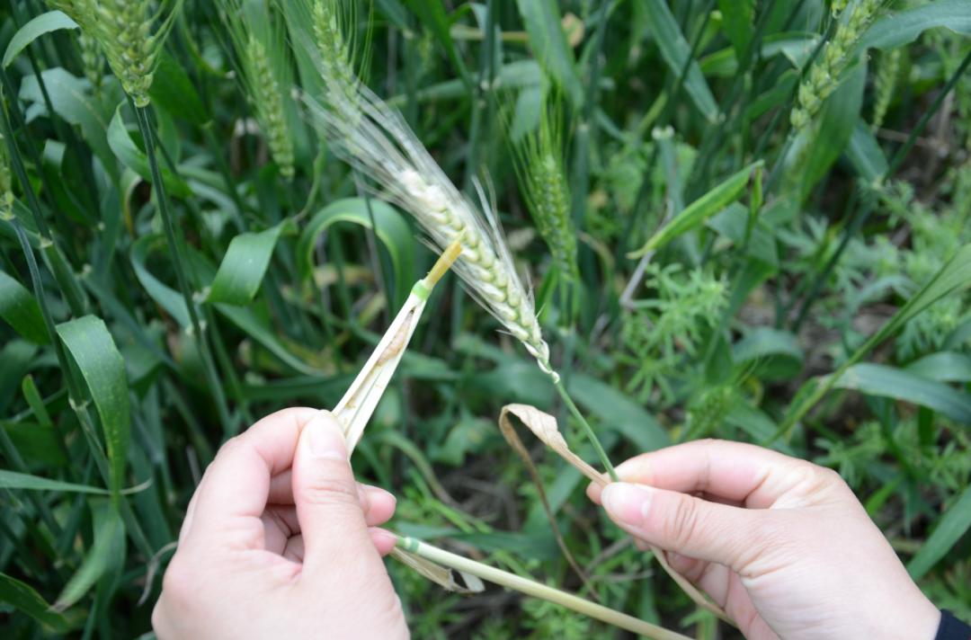 简单实用的秧田病虫草害绿色防控技术