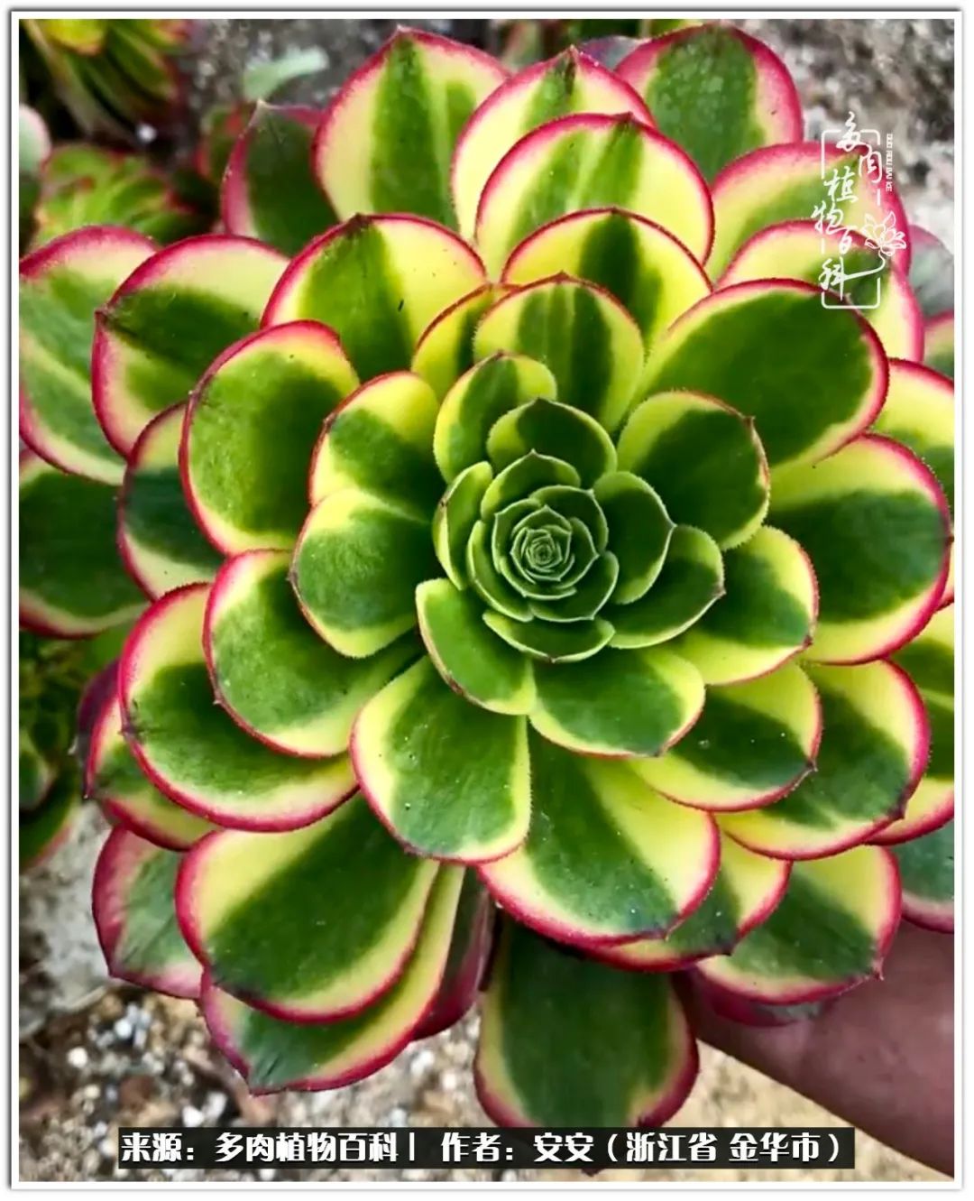 多肉法师花卉品种大全,多肉法师为什么叫法师