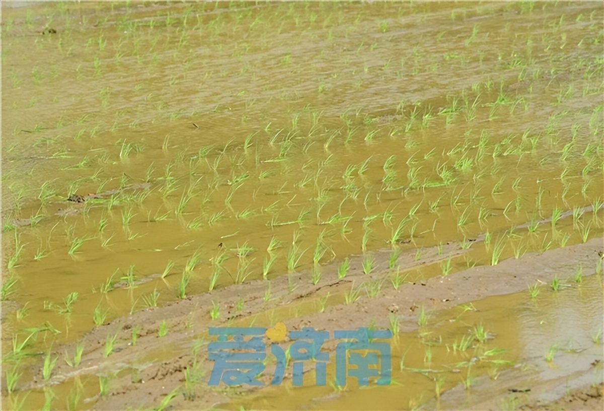 夏色初染泉城一起来找找济南府里的中国色吧~