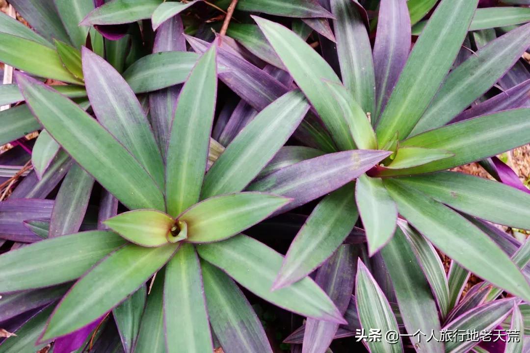 冲野浪、喝咖啡，比三亚便宜一半的海岛度假地，后悔没有早点知道