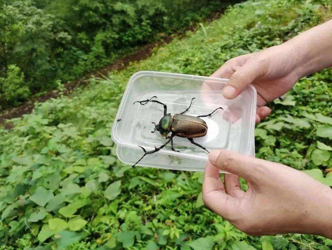 阳彩臂金龟已经灭绝了吗,阳彩臂金龟真的灭绝了没