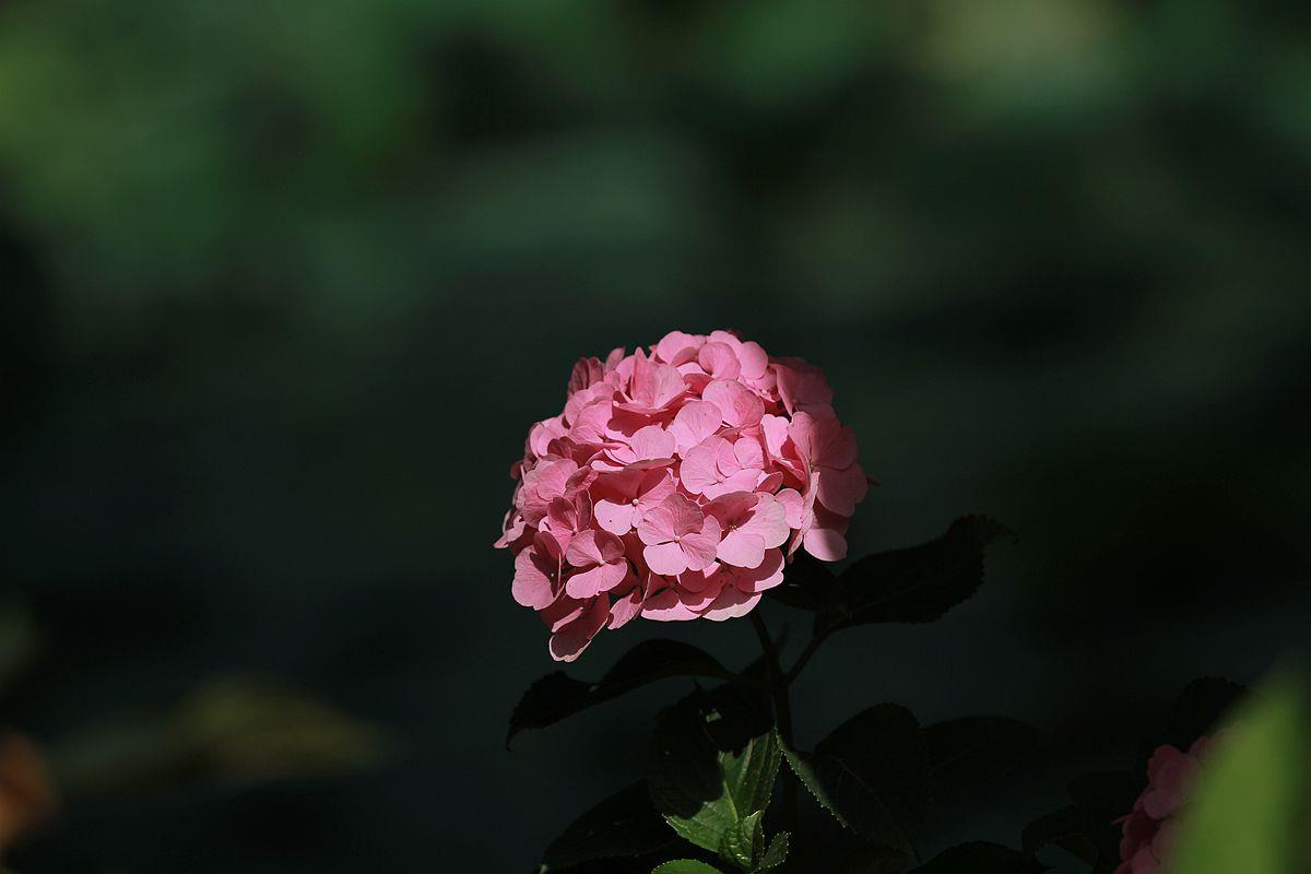 拍摄技巧如何拍摄好看的花卉照片,拍摄花卉技巧大全图片