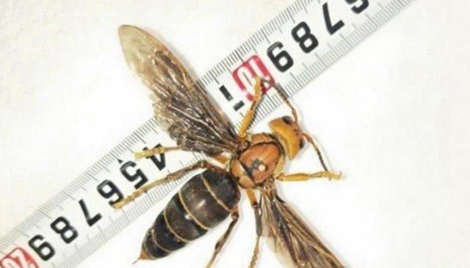 贵州被马蜂蜇死事件,很多被马蜂袭击的视频