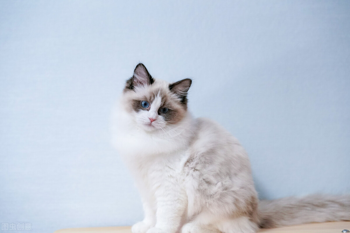 母猫发情可以洗澡剃毛吗,剃毛可以抑制母猫发情吗