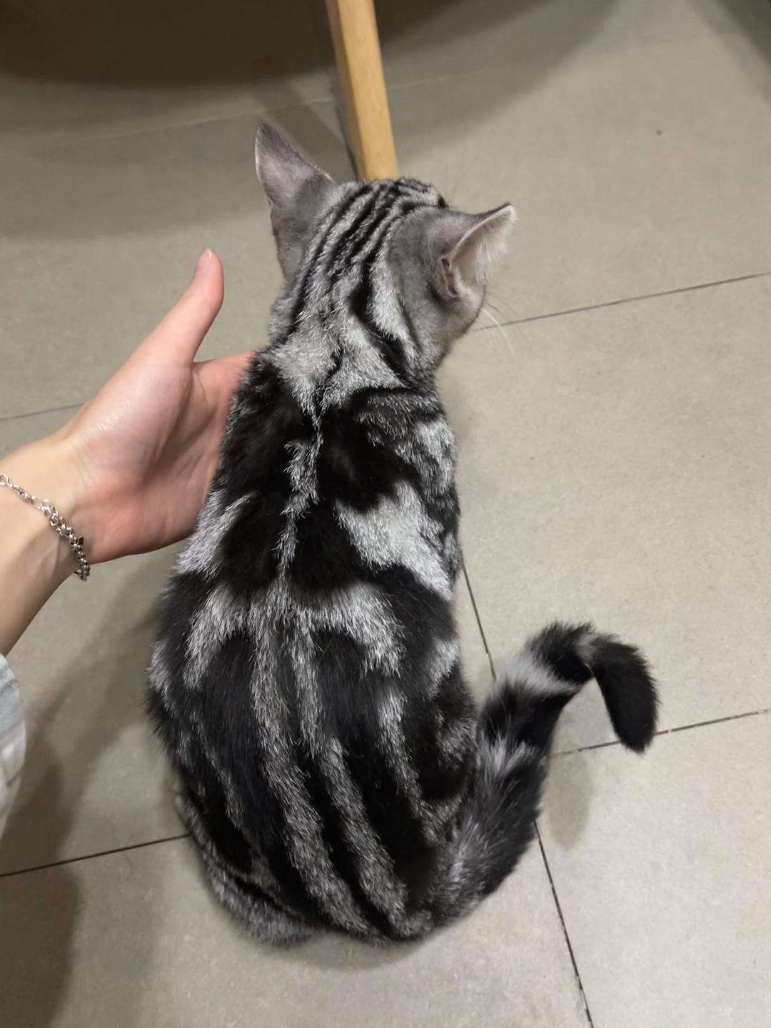 美短猫买一只大概多少钱,美短猫400元能买吗