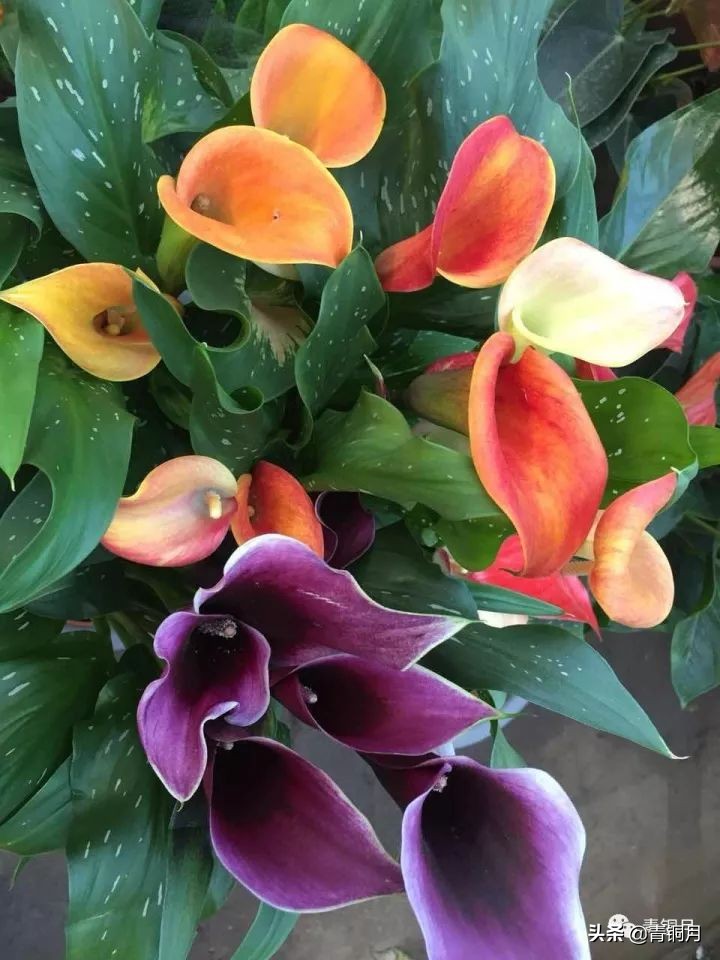 第3课：中国最早的诗词——周公旦写《鸱鸮》《蟋蟀》