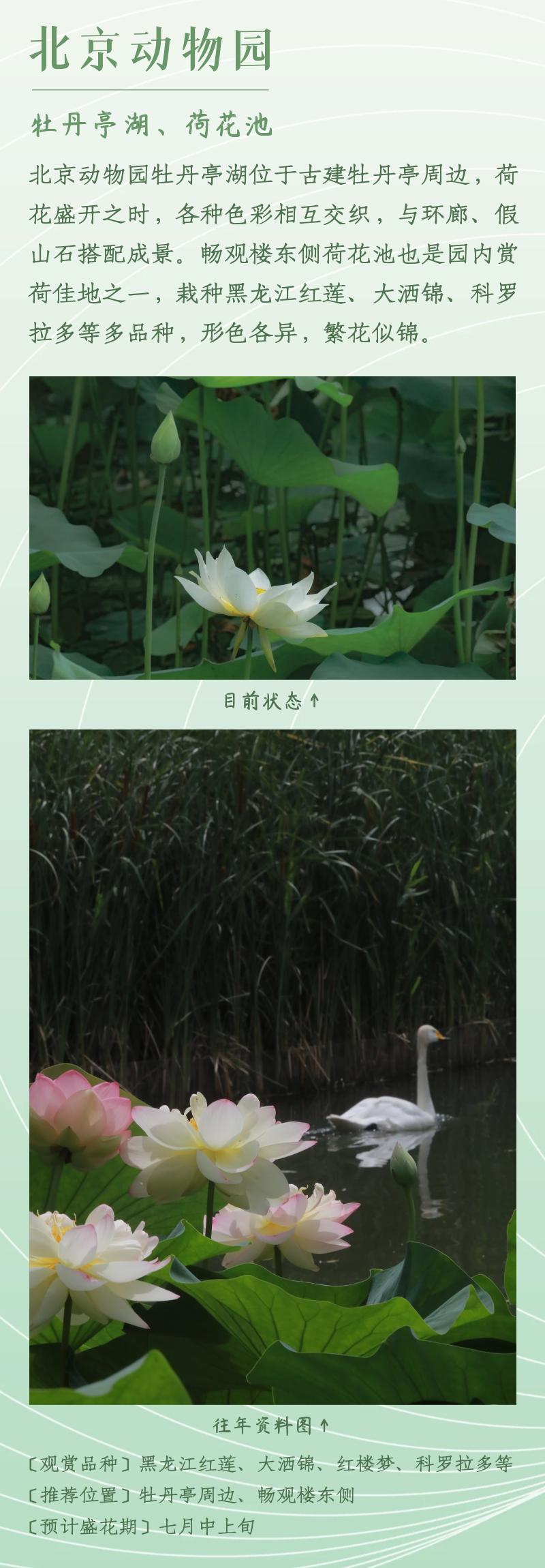 北京赏荷花最佳地点,北京赏荷花的公园