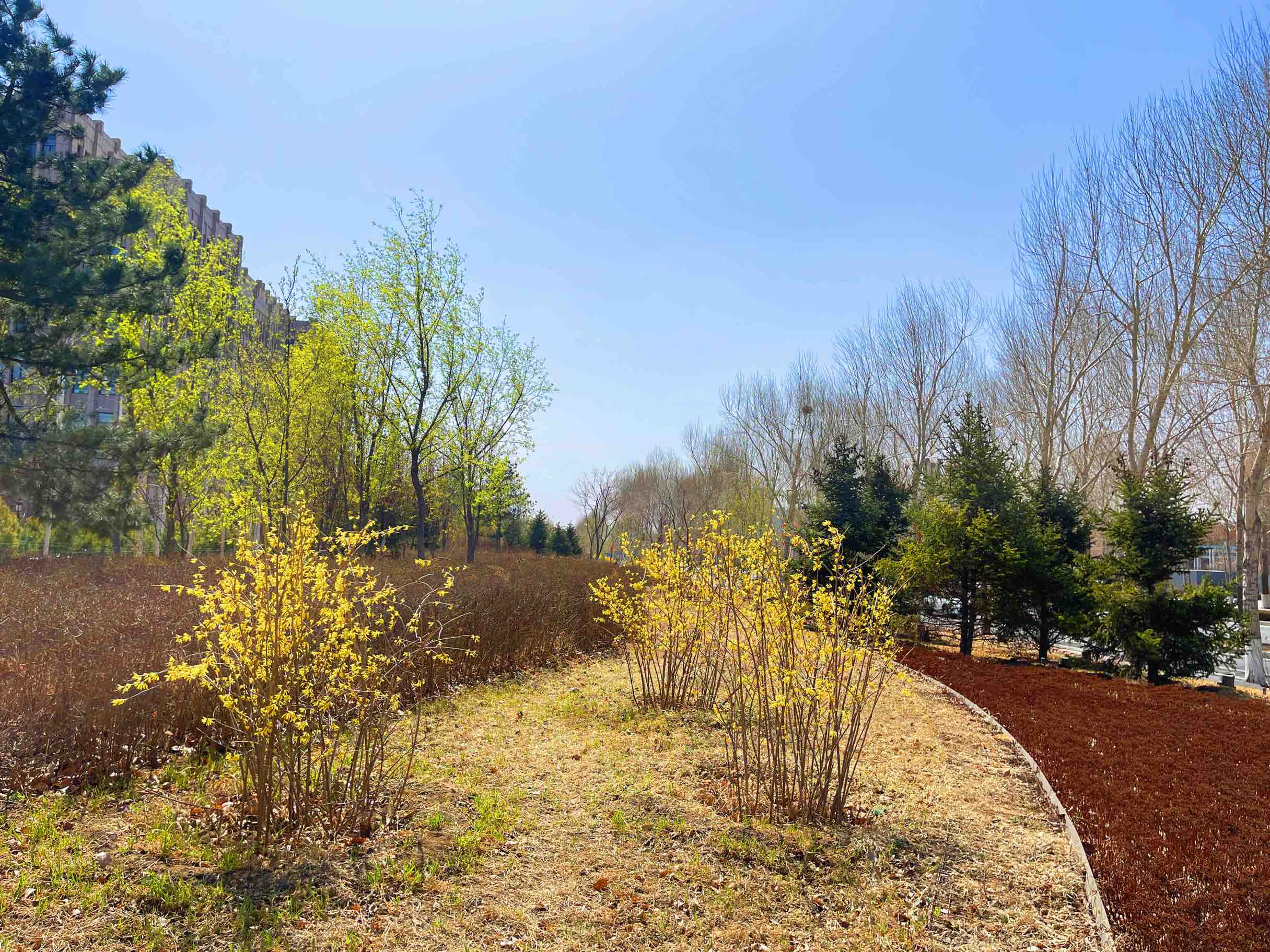 连翘花开万物复苏春意浓,连翘花开春意浓