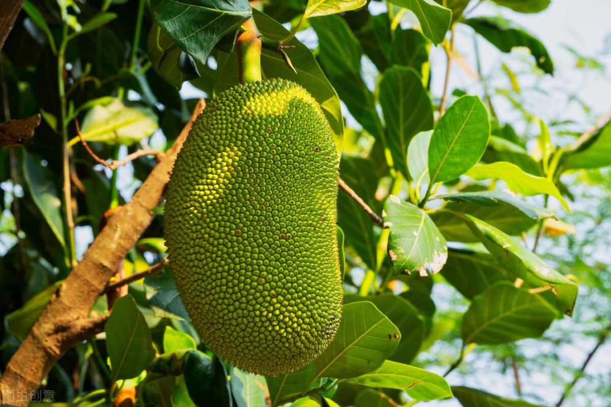菠萝蜜好吃吗味道怎么样,你如何描述菠萝蜜的味道