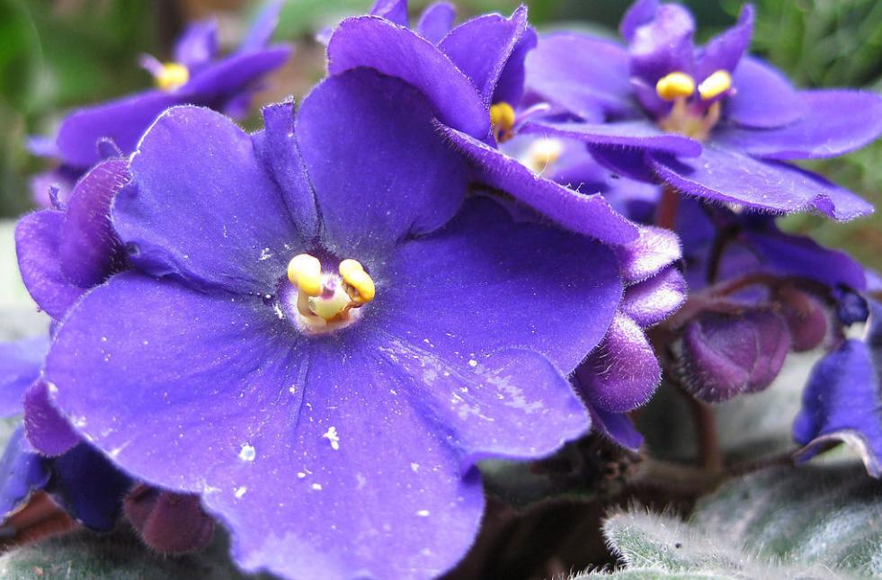 惊艳夺目!看这些绚丽多彩的紫罗兰花开满房间!