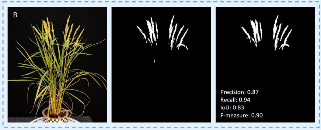 一种基于学习、轮廓形状和超体素聚类的低成本水稻穗三维建模方法