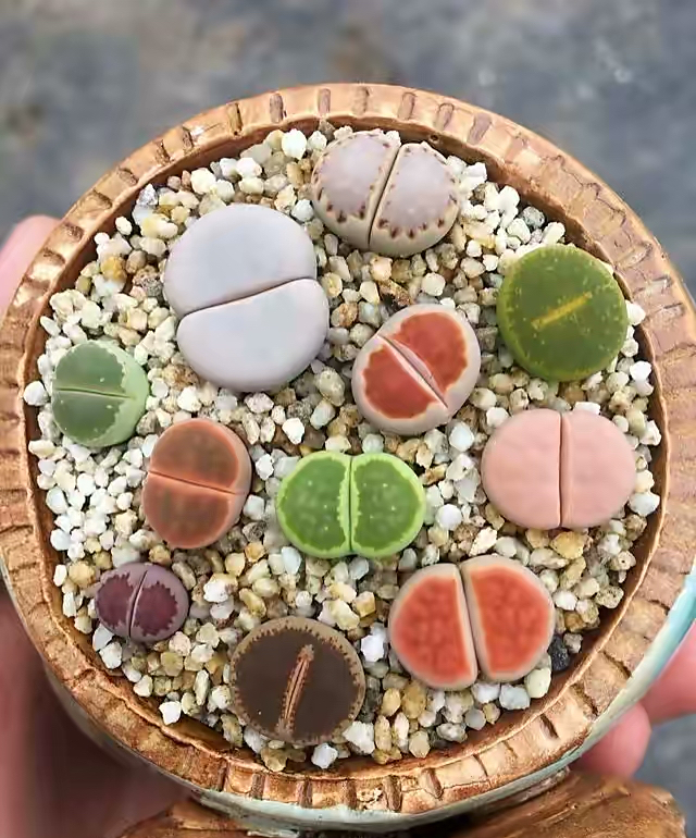 养了一年的生石花你们看品相如何,多肉生石花介绍养护方法推荐