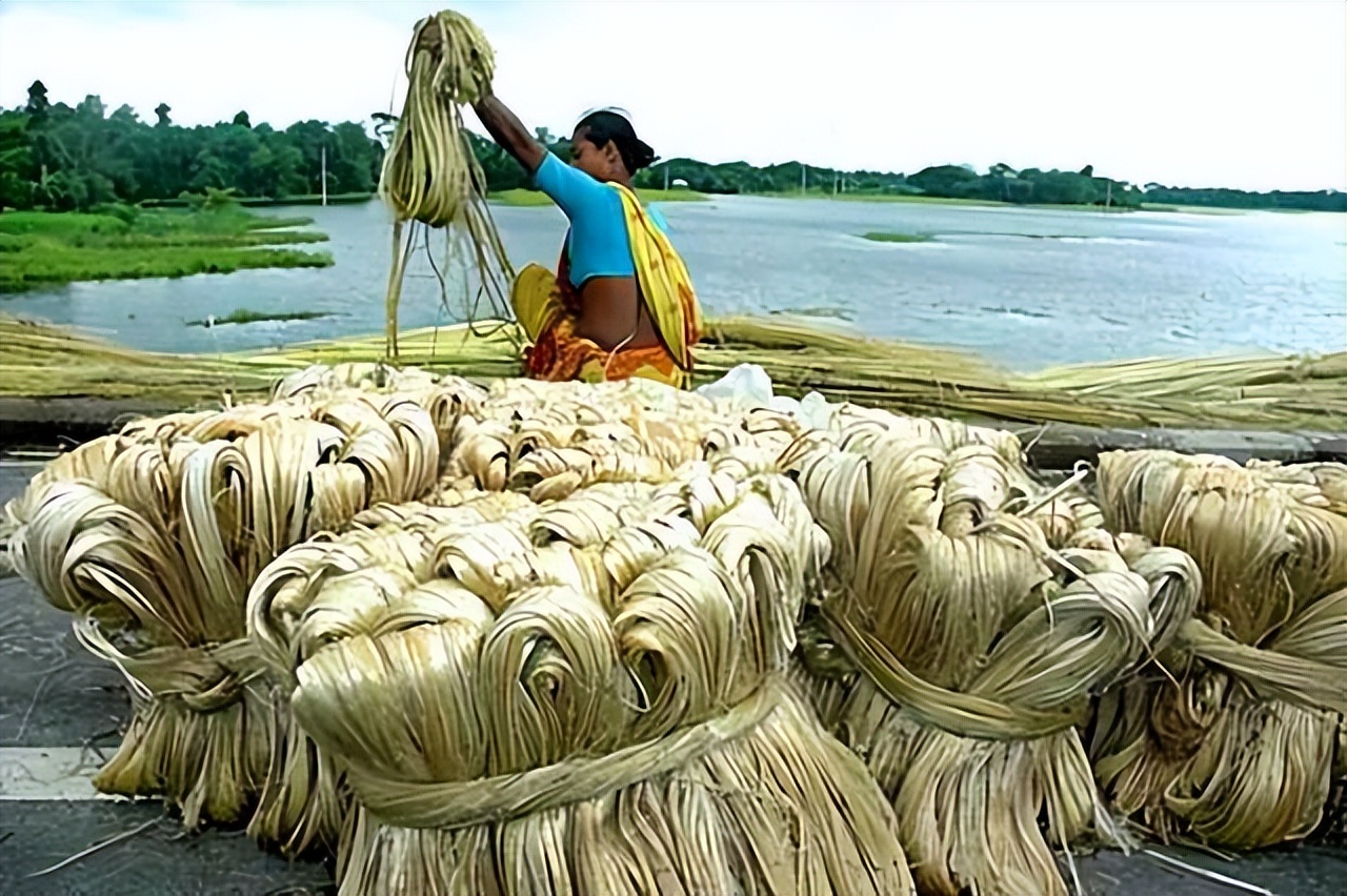 印度的黄麻产量居世界第几位,黄麻印度