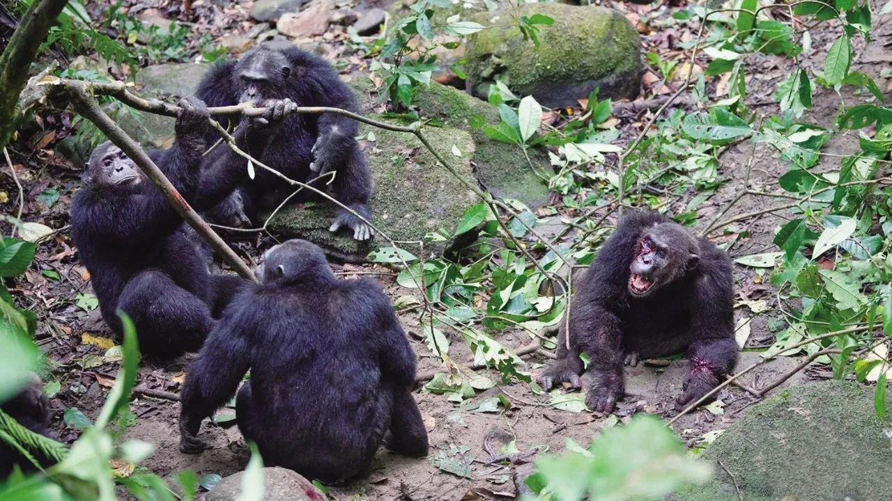 灵长类凶猛动物,灵长类动物的战斗力