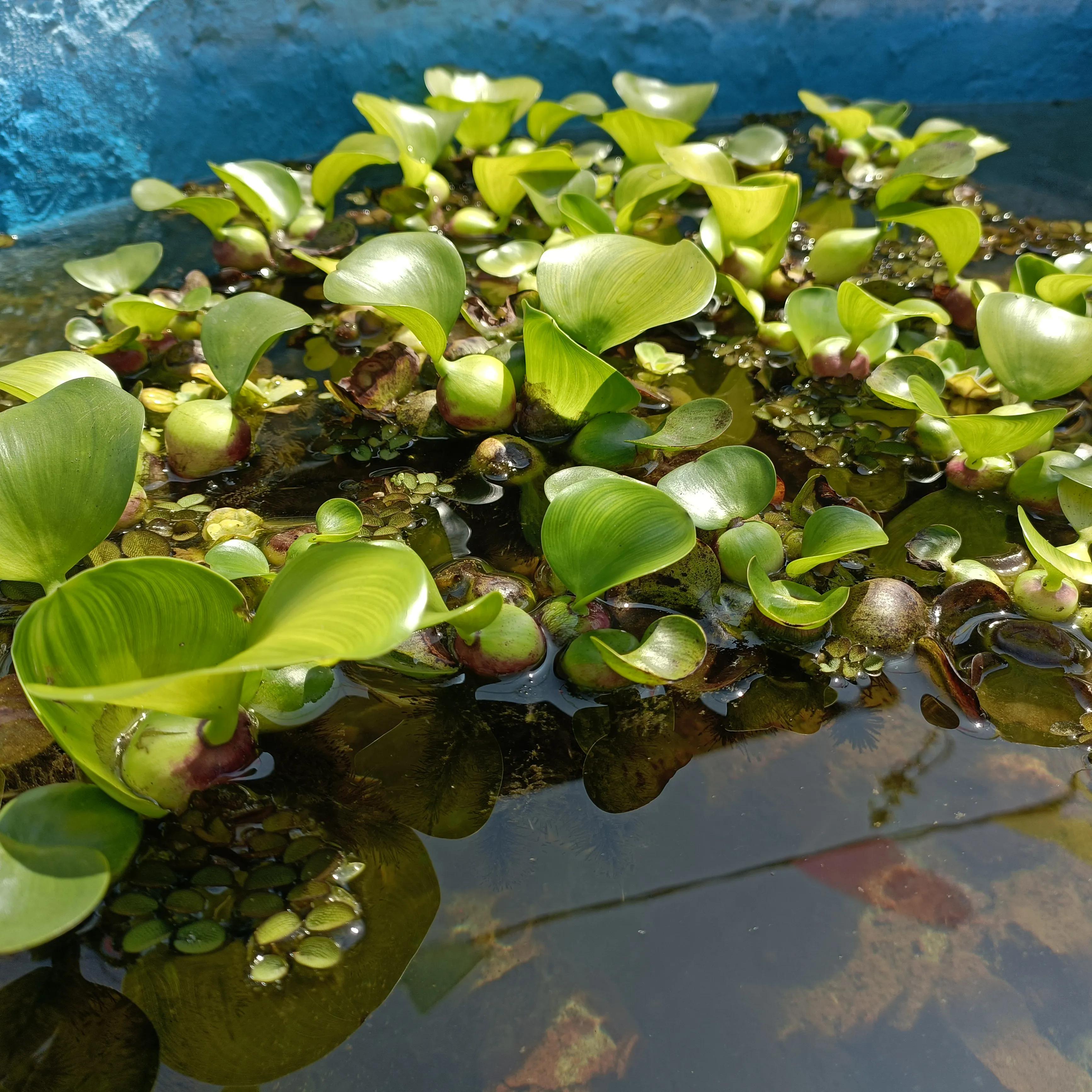 鱼池肥水不用喂鱼的方法,鱼池除藻用什么肥料好