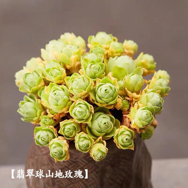 永不凋谢的玫瑰原唱,永不凋谢的玫瑰成品