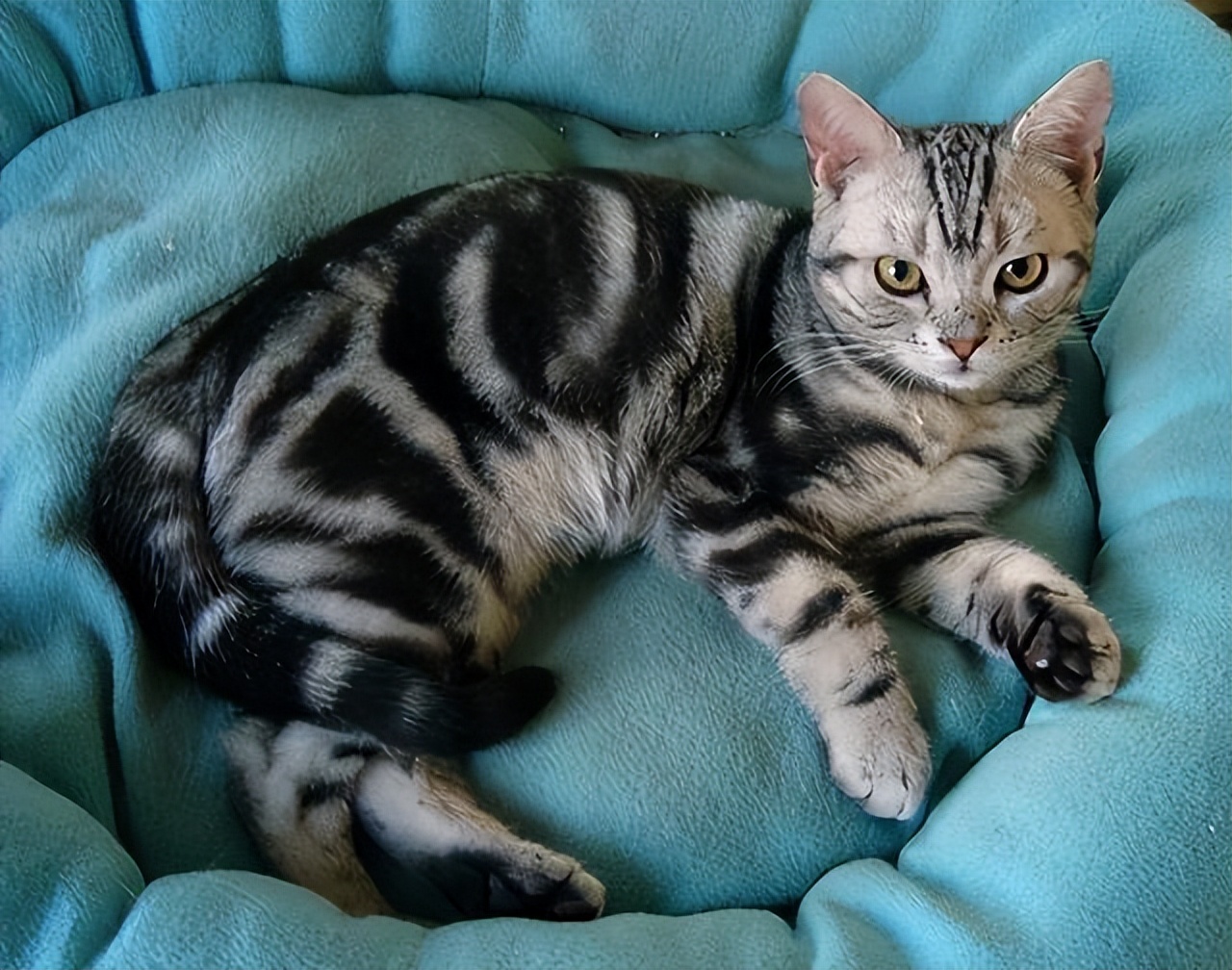 千万不要养这三种宠物猫,宠物店上常见的猫有哪些