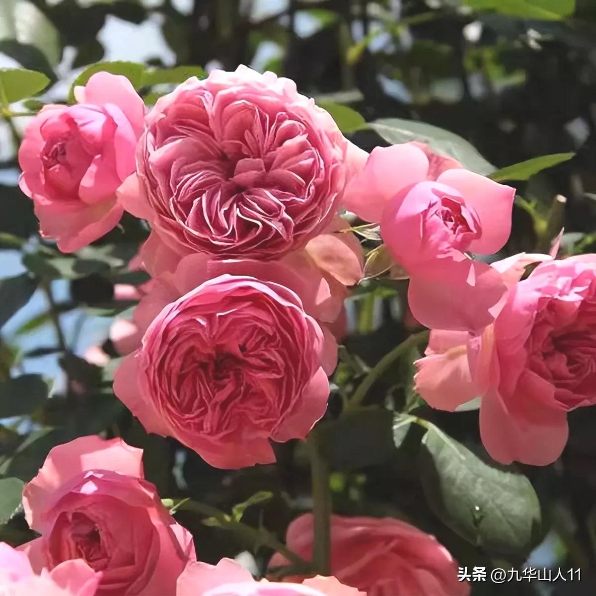 藤本月季品种列表,小型的藤本月季品种