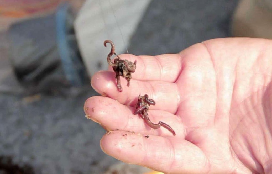 用蚯蚓钓鱼技巧,使用蚯蚓钓鱼的技巧有哪些