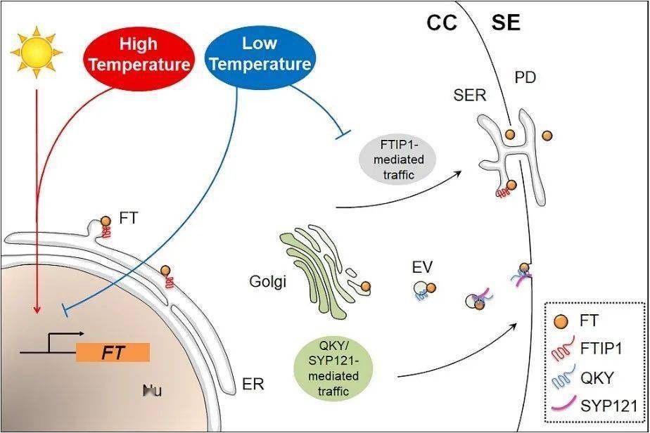 ZIP转运蛋白内部锌摄取的组氨酸突变体细胞活性自我调控机制