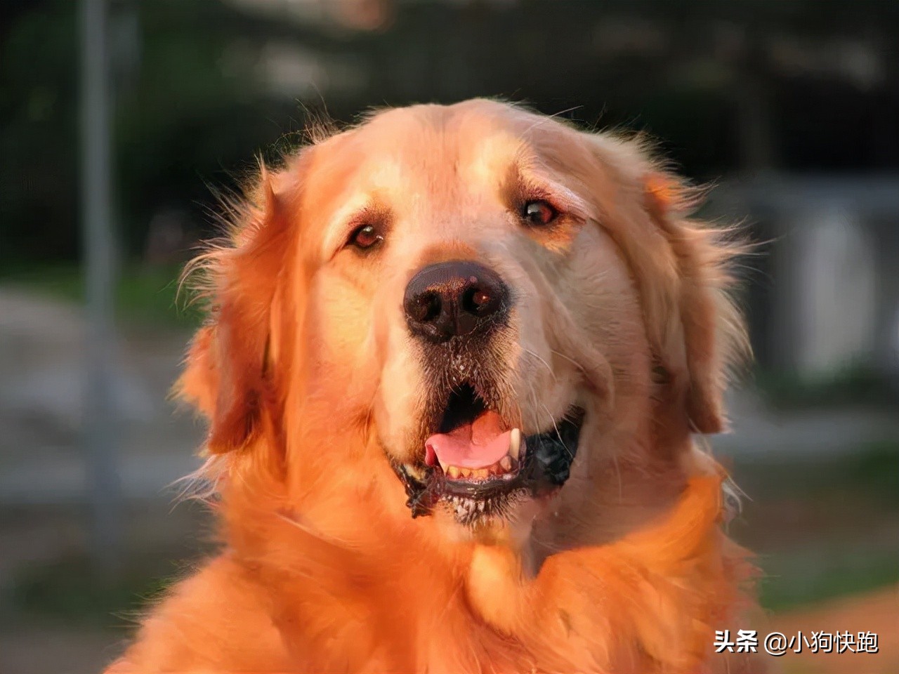如何挑选纯种金毛犬8大步骤,如何挑纯种金毛