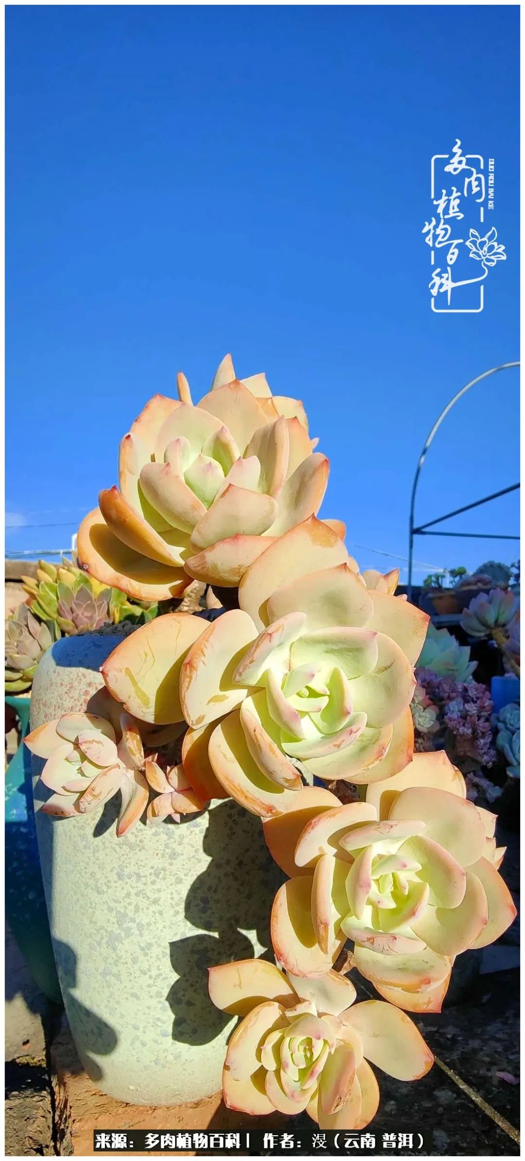 云南的冬天没有云！养肉七年，不谈得失，只论陪伴！