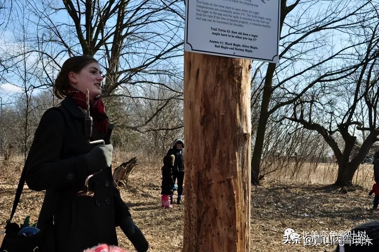 种啥树一亩竟赚10多万,一亩地种60棵树的株距和行距