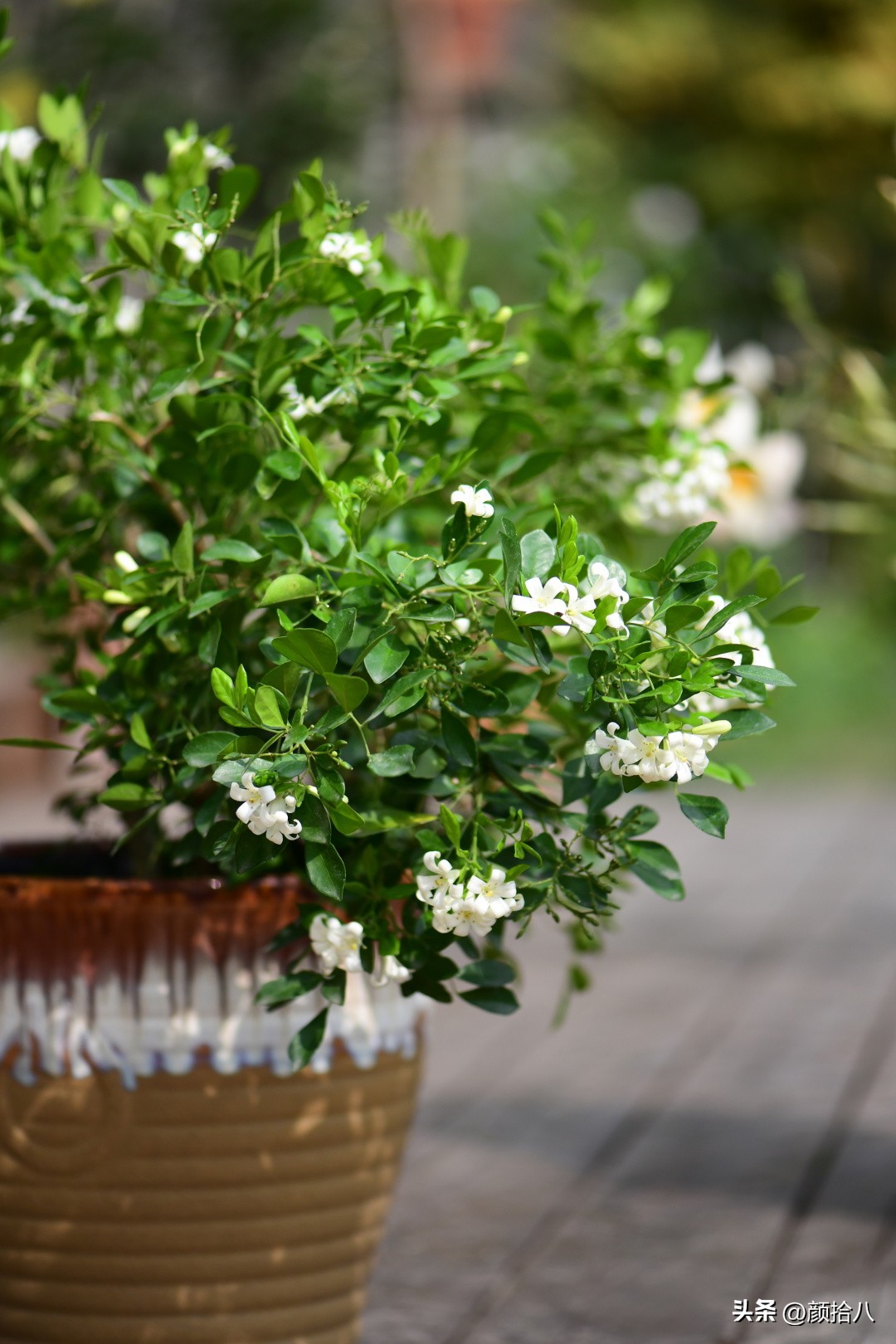 几乎没有存在感的七里香，到底是怎样的？|园丁