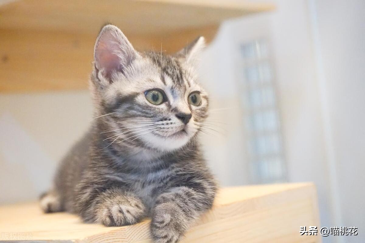 猫瘟痊愈后注意事项,猫瘟咋救