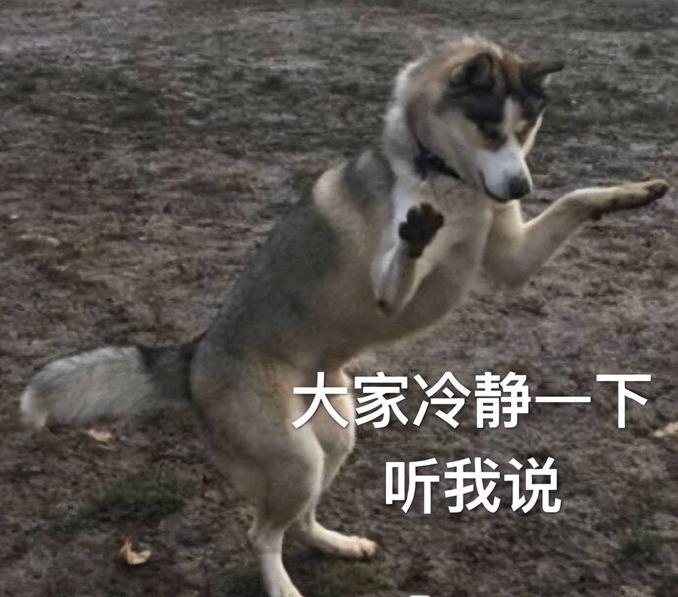 哪些食物狗狗吃了好处多？那些对狗有益的食物大盘点！