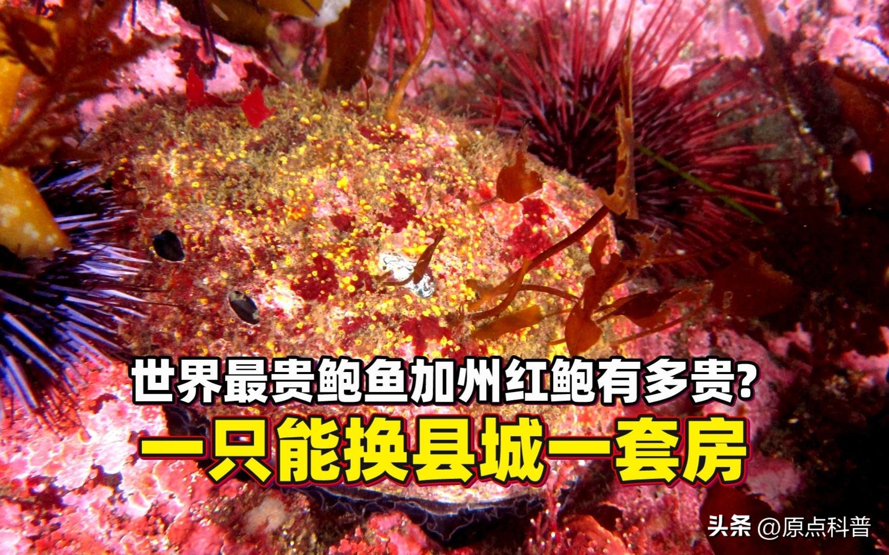 世界上最贵的海鲜十大排名,世界十大名贵海鲜