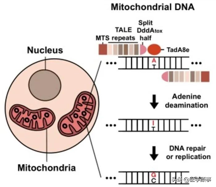细胞生成器,细胞治疗基因编辑