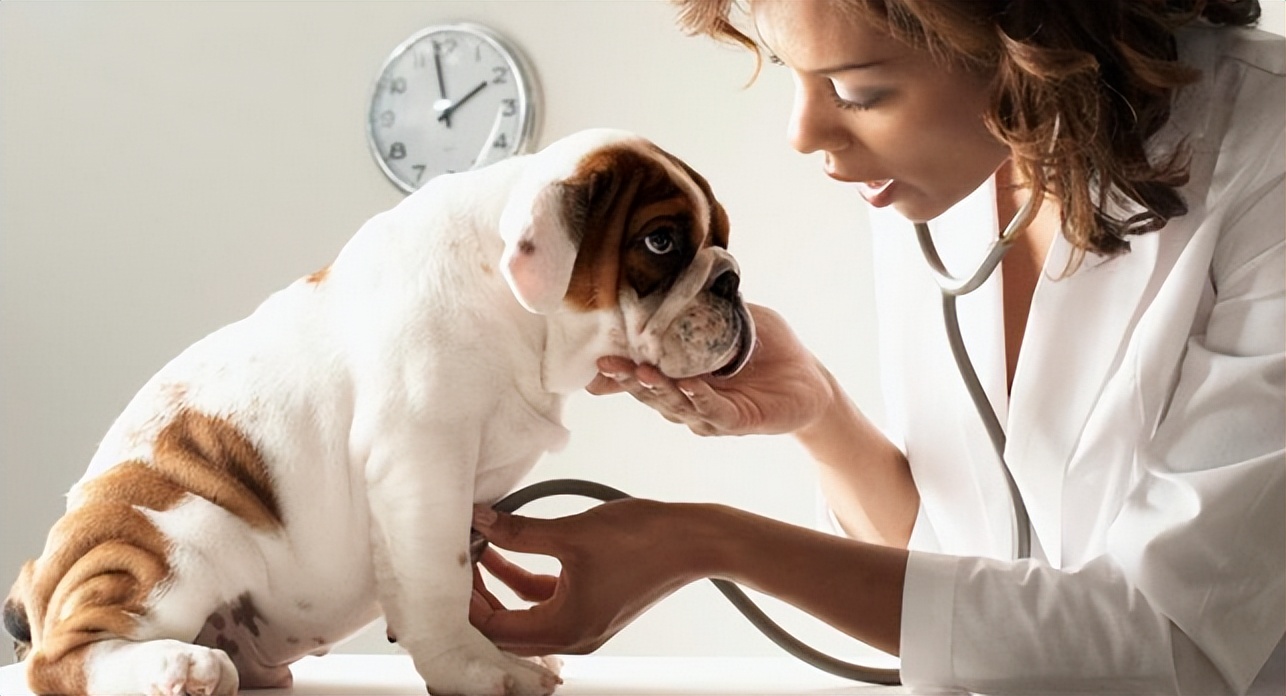 宠物挑食饿着怎么办,宠物挑食饿着还是惯着
