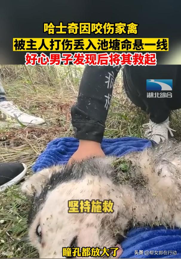 哈士奇被打扔河里被救后续,哈士奇被救反咬一口
