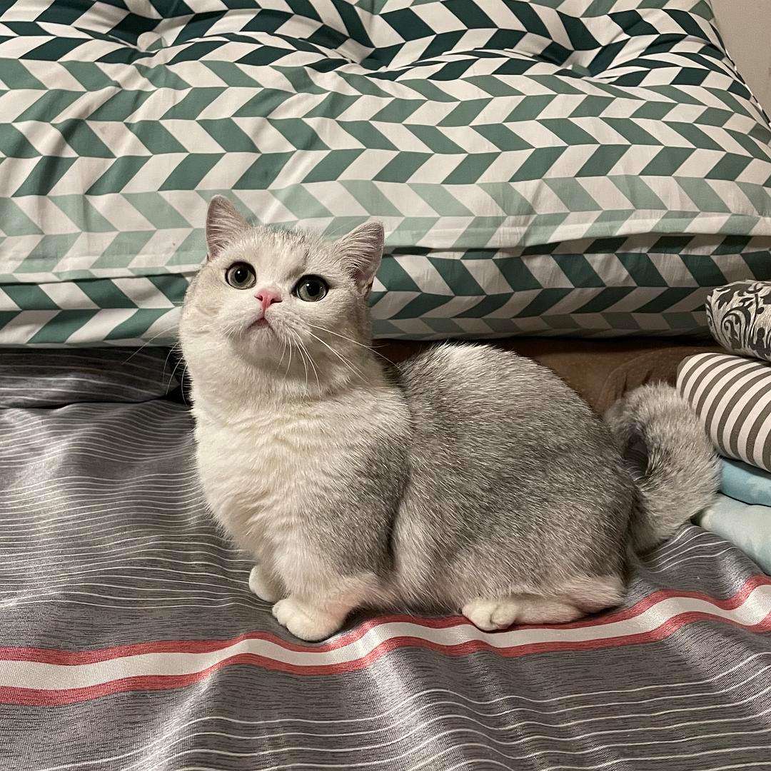 为什么说别养矮脚猫,矮脚猫的优缺点