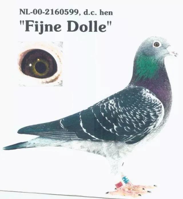 杨阿腾赛鸽来历,杨阿腾赛鸽出售