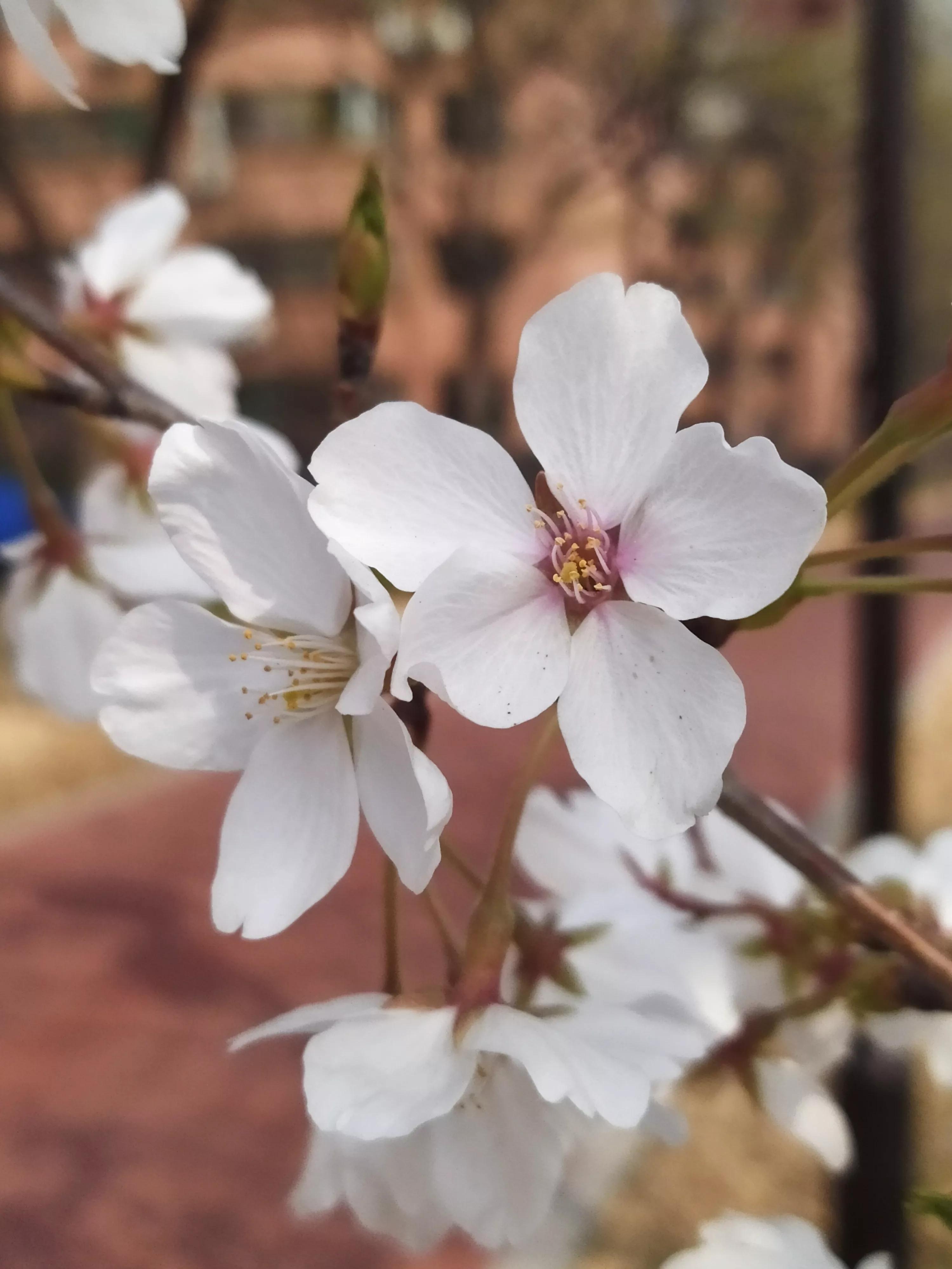 樱花烂漫的唯美句子,樱花烂漫