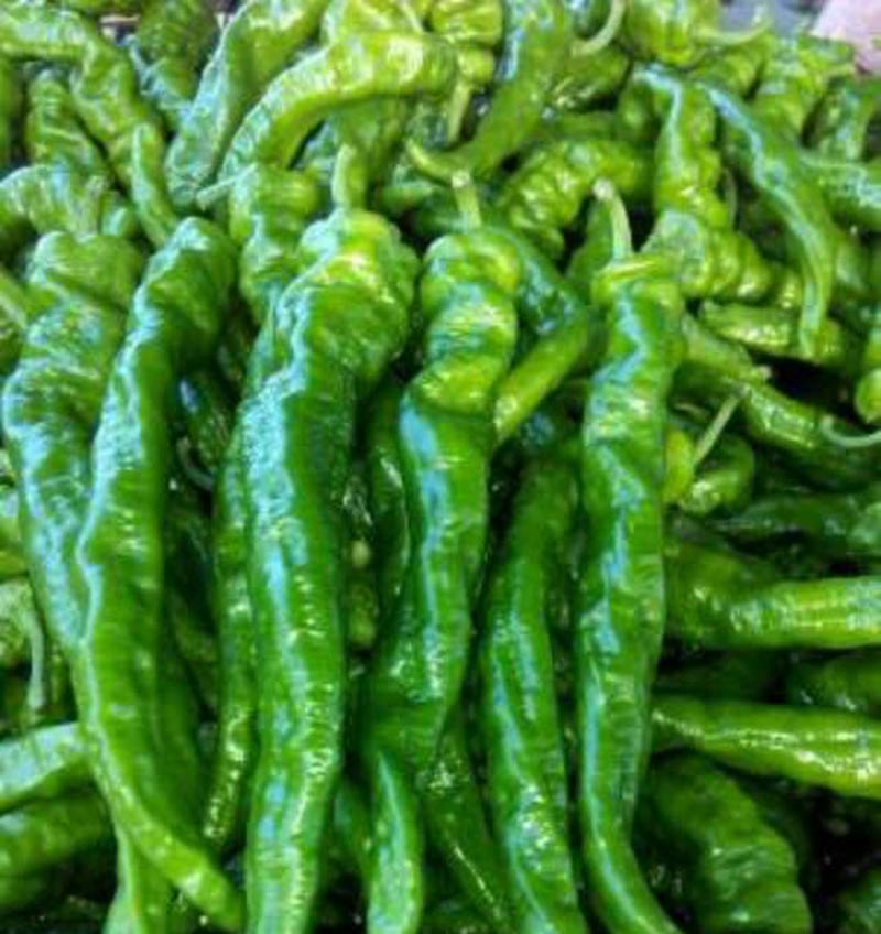 老品种非转基因辣椒种子,辣椒最好品种龙椒种子