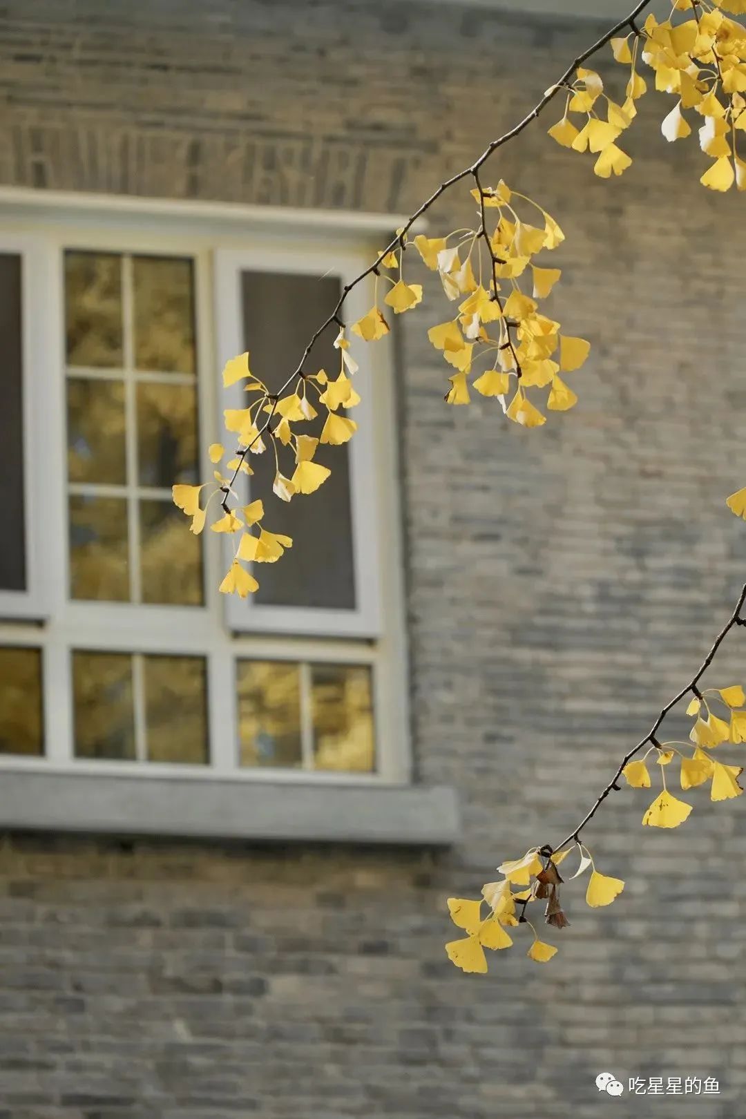 南京的法国梧桐秋天图片,南京法国梧桐秋天