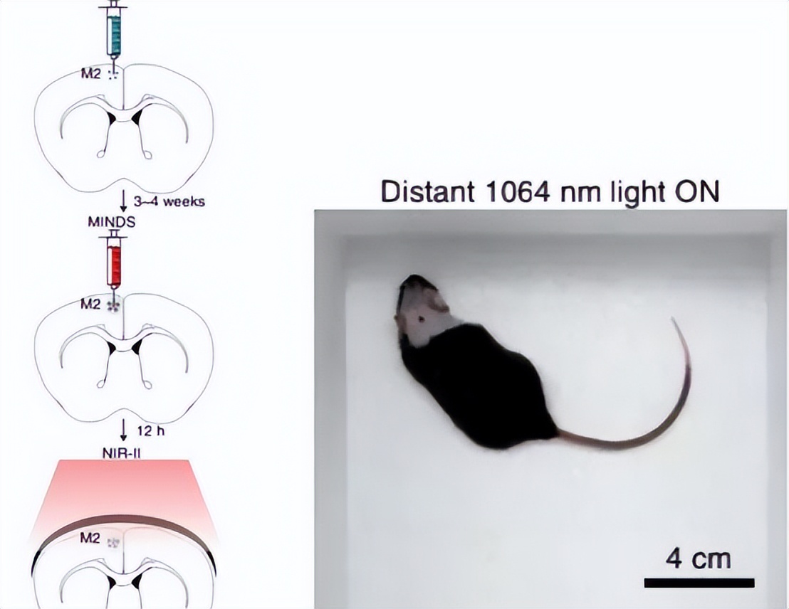 美国大脑控制实验,美国科学家徒手核试验