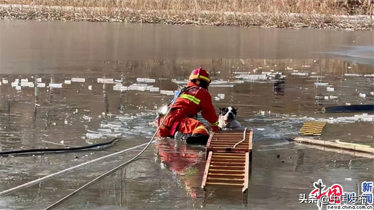 男子为救宠物狗被困污水井身亡,男子落水被狗狗救起原视频