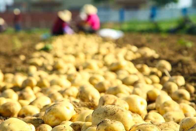 土豆怎样种植能达到高产量,土豆高产施什么叶面肥
