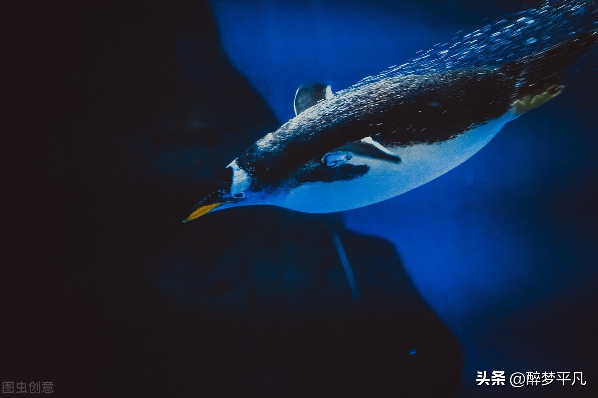 大连老虎滩和老虎滩极地海洋公园,老虎滩极地馆和老虎滩海洋公园