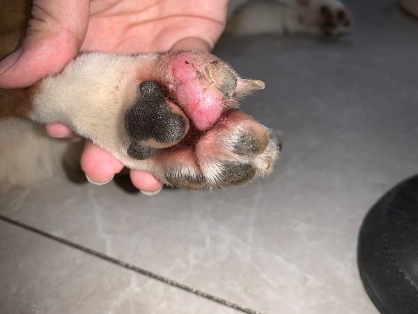 狗狗患上趾间炎有多可怕？有什么症状？又该如何预防？